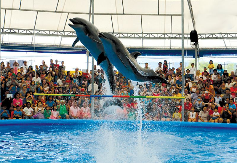 Dolphin show