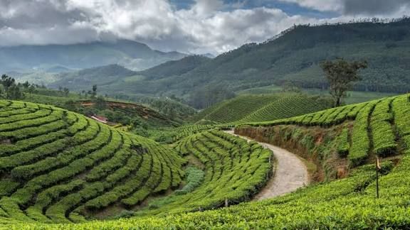 Tea Gardens