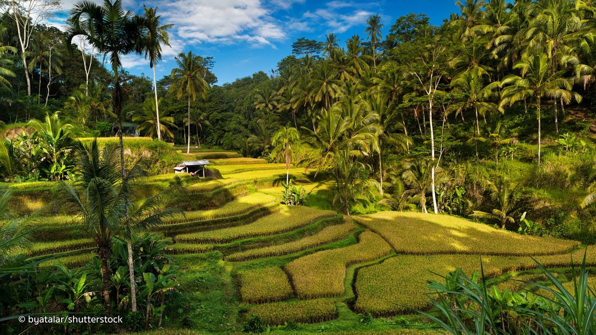 Tegallalang Rice Terrace