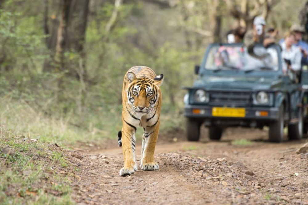 Jungle Safari
