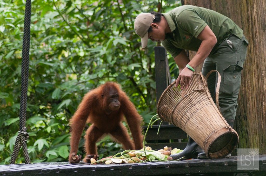 Orangutan show