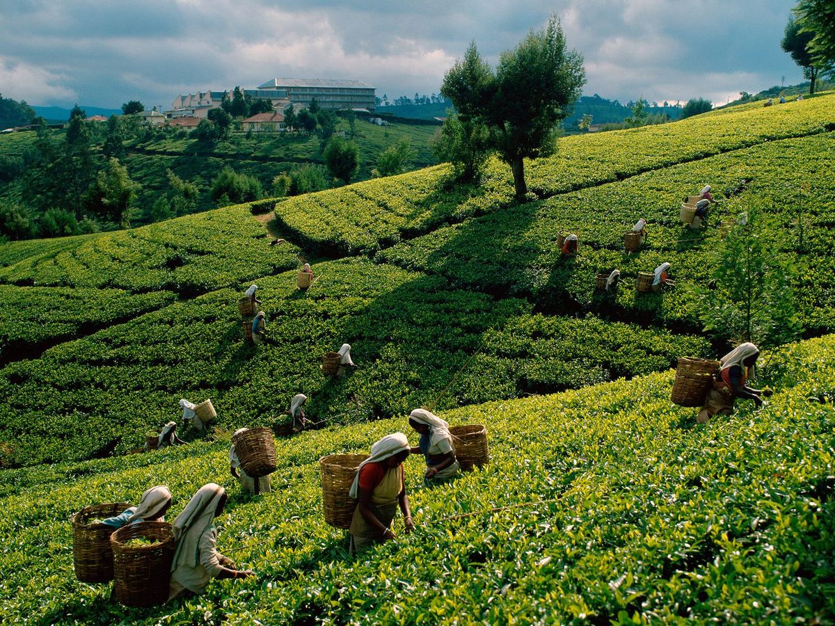 Tea Plantation