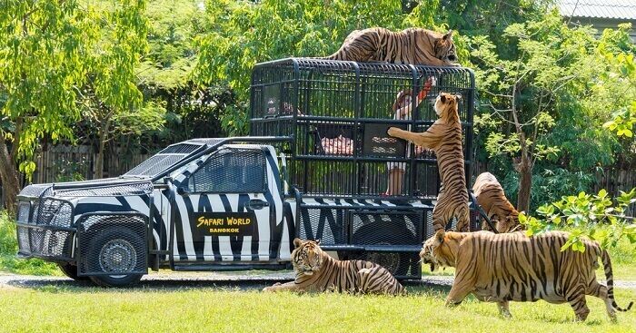 Safari drive (open zoo experience)