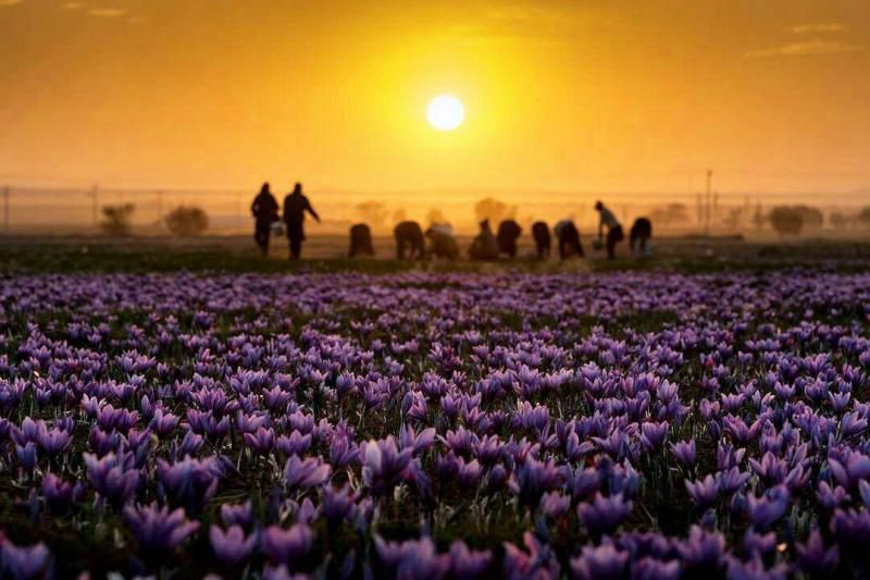 Saffron Fields