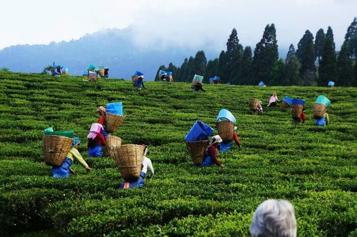 Tea Plantation