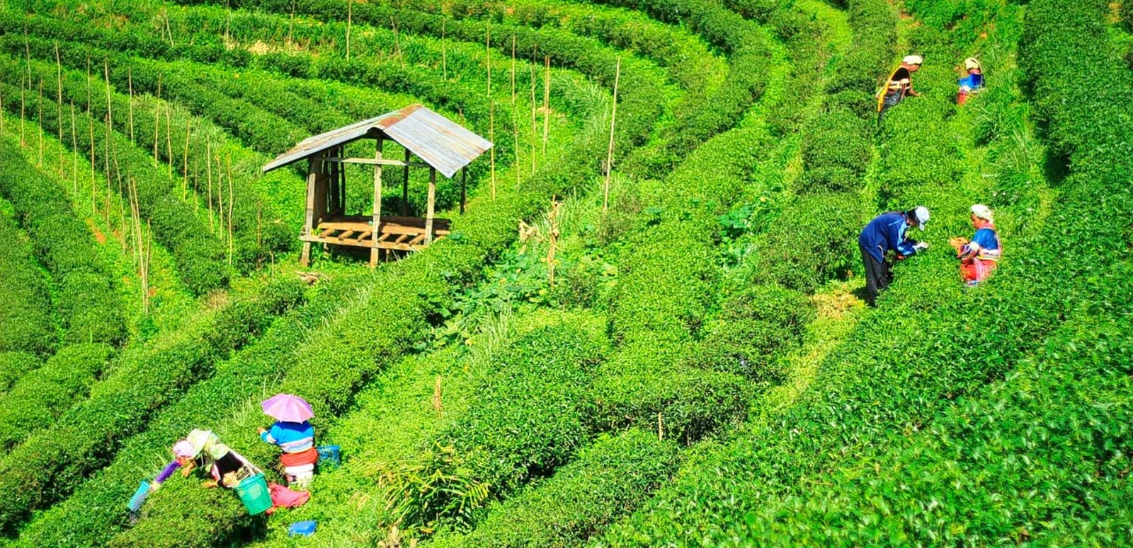 Tea garden exploration