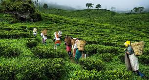 Tea Gardens